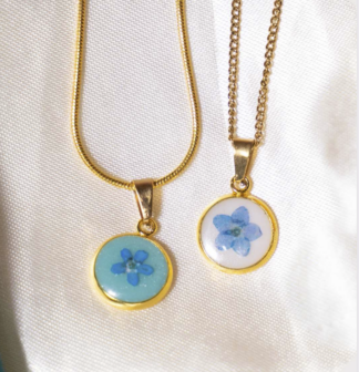 Myosotis